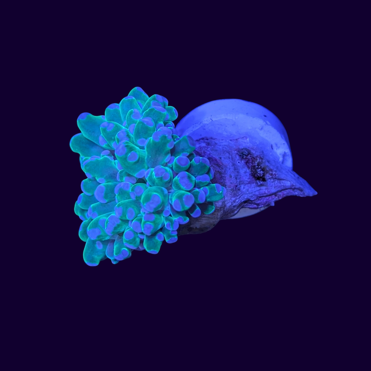 Purple Tip Frogspawn - 1 Head