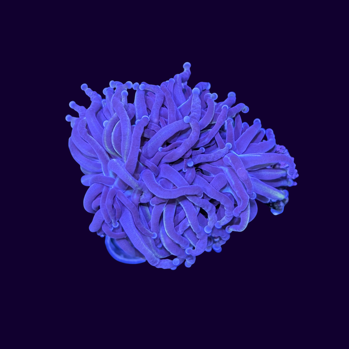 Torch Gold New York Knicks - 2 Heads