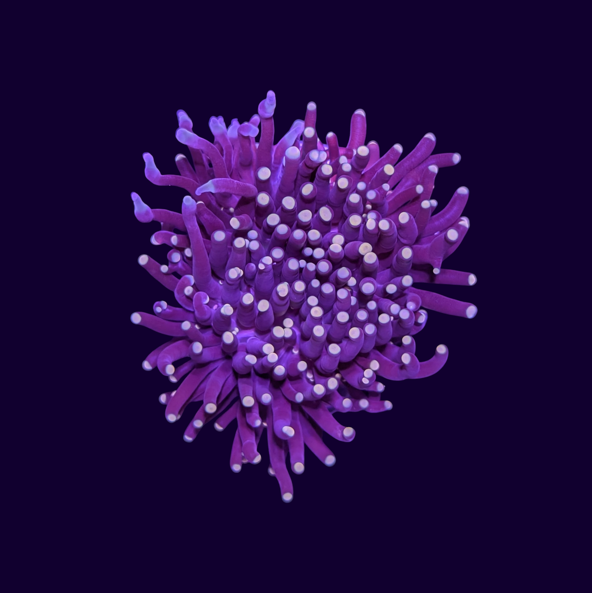 Gold Tip Torch Coral - 1 Head