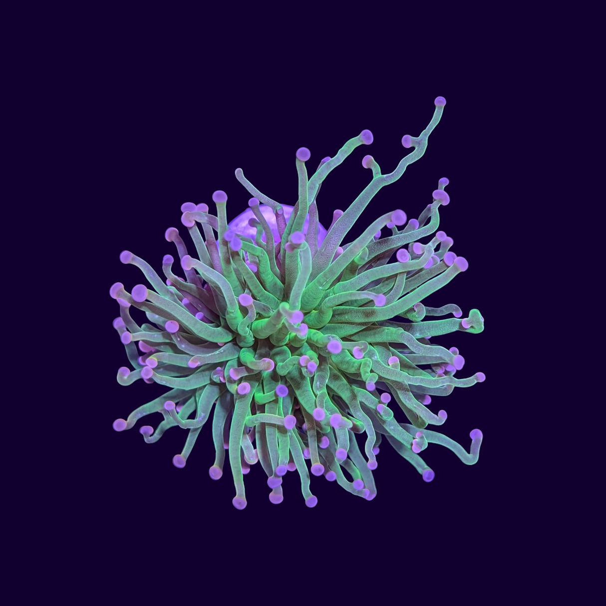 Pink Tip Torch Coral - 1 head