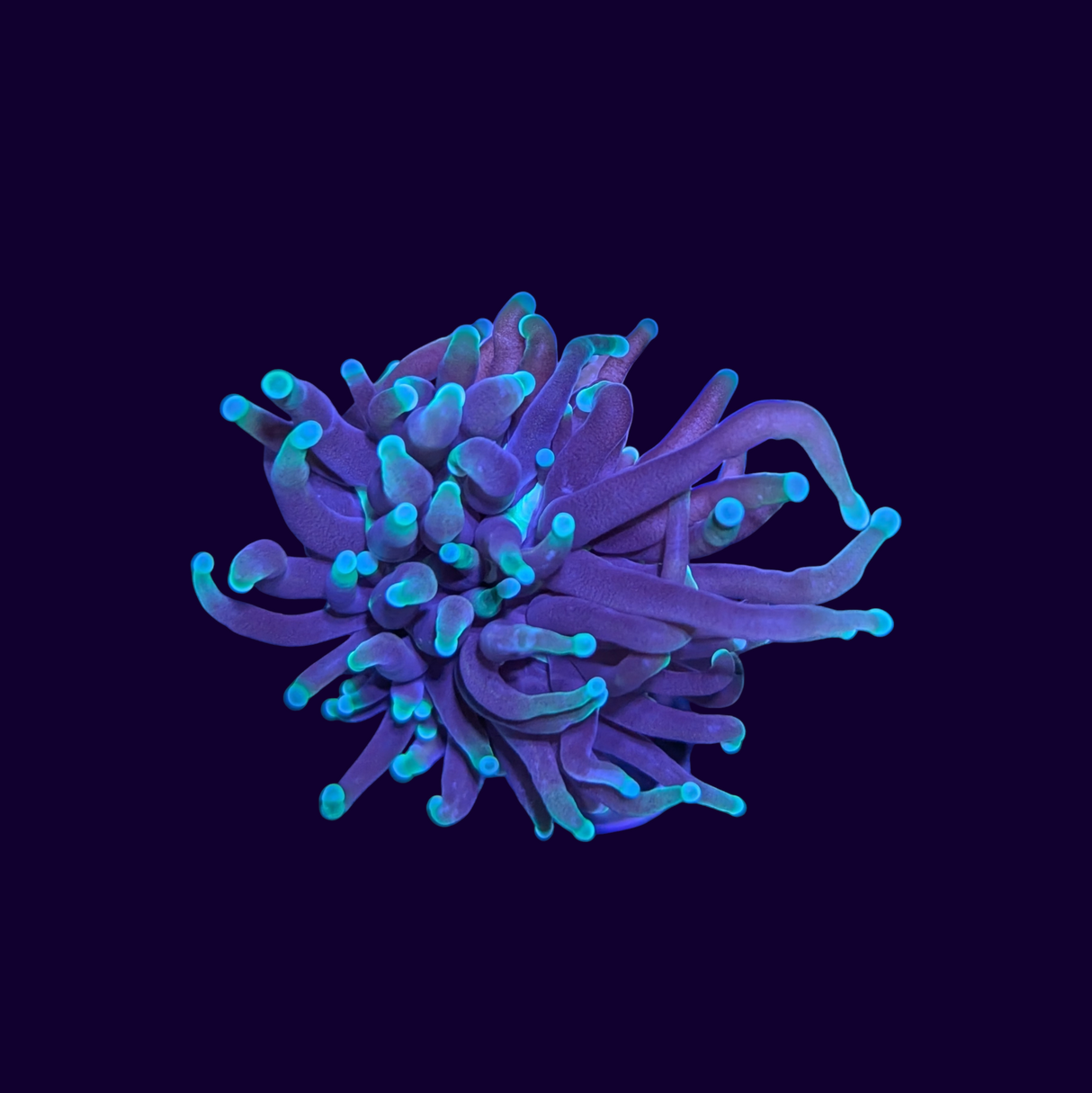 Green Tip Torch Coral - 1 Head