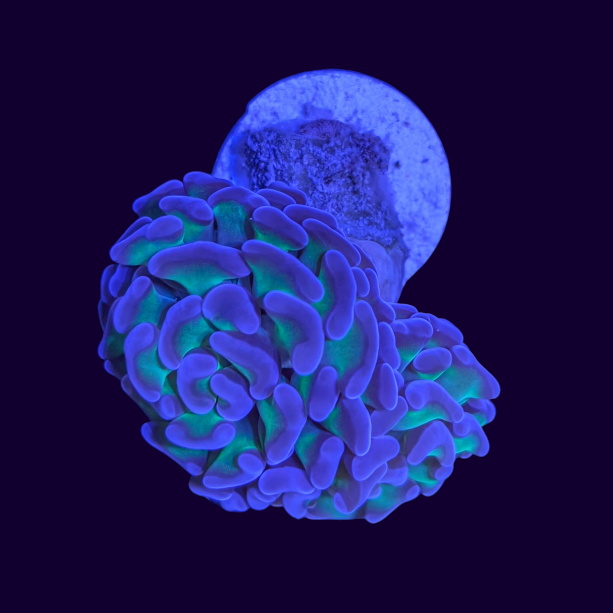 2 Head Reverse Hammer Frag