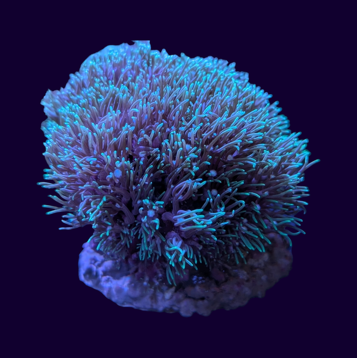 Green Star Polyp Colony