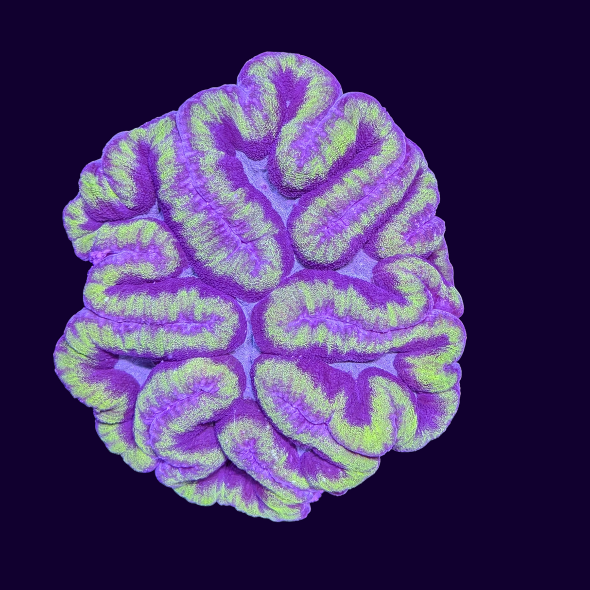 Ultra XL Lobophyllia Colony (Collection Only)