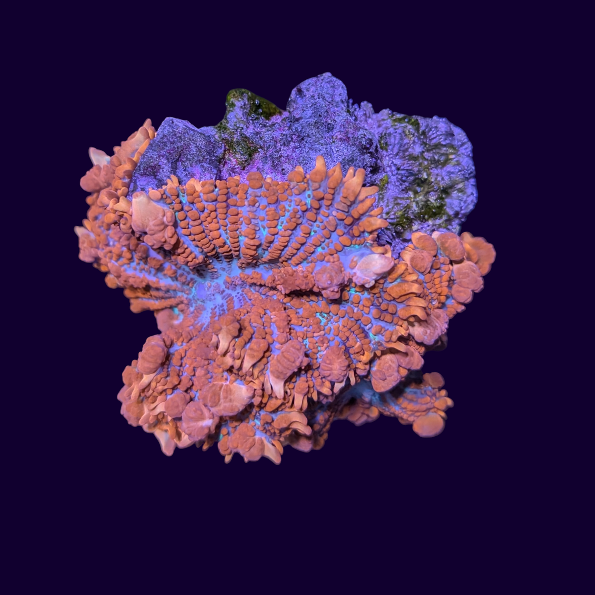 Superman Rhodatics Mushroom Colony (Collection Only)