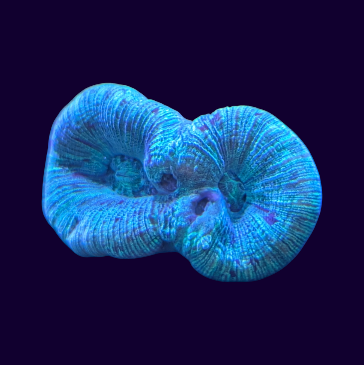Small Trachyphyllia