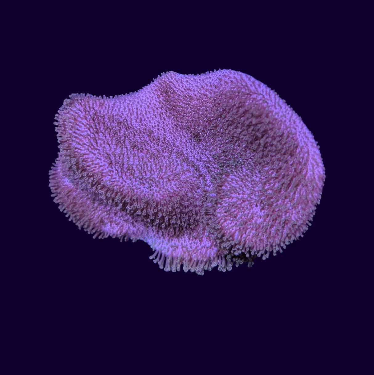 Green Polyp Toadstool Leather