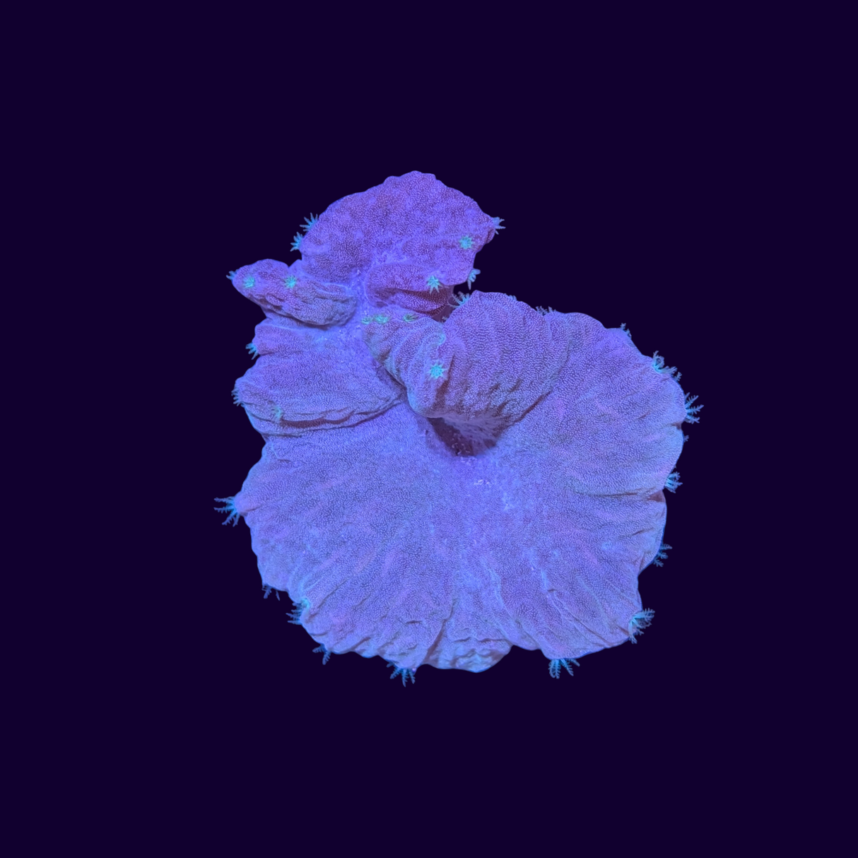 Cabbage Leather Coral