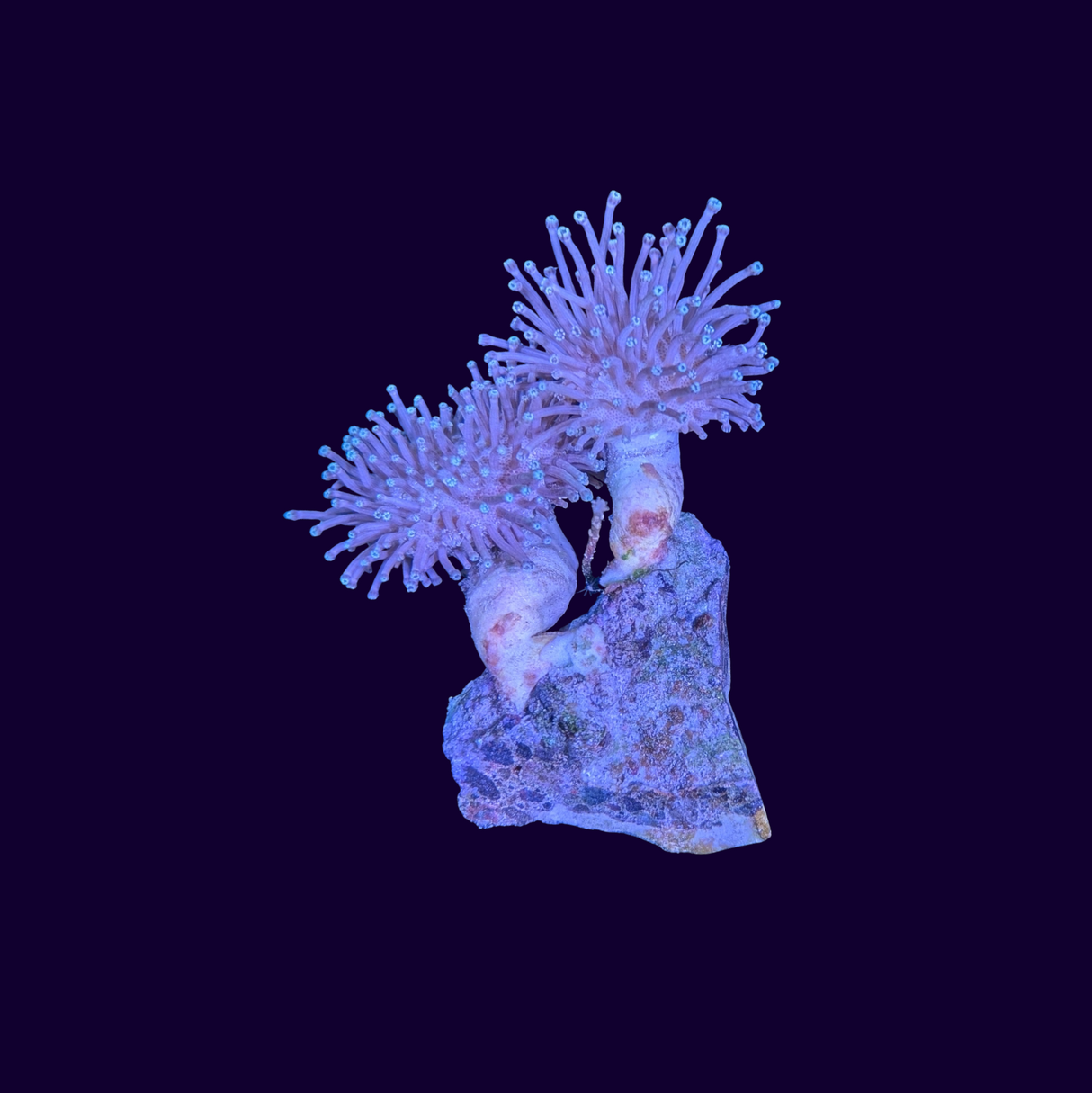 Toadstool Small 2 Heads