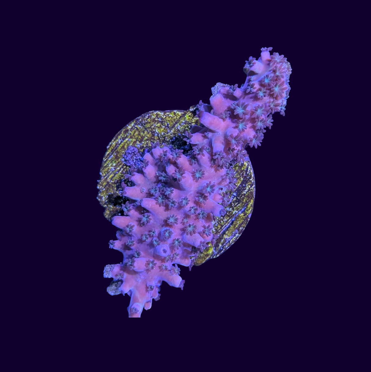 Acropora Frag