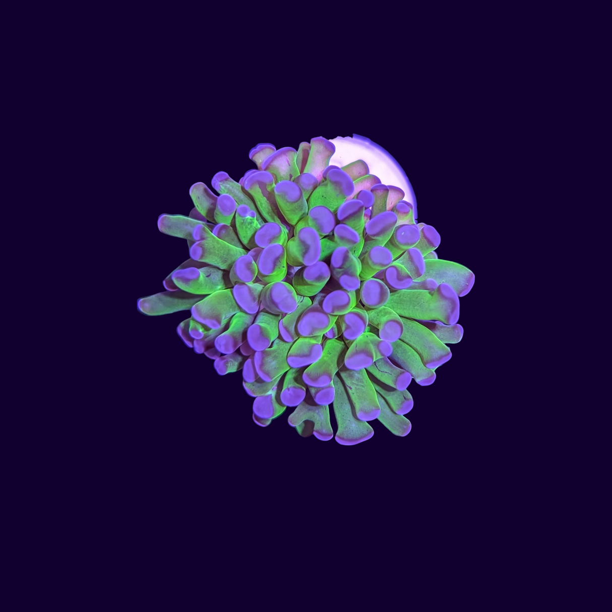 Blue Tip Green Hammer Frag - 1 Head