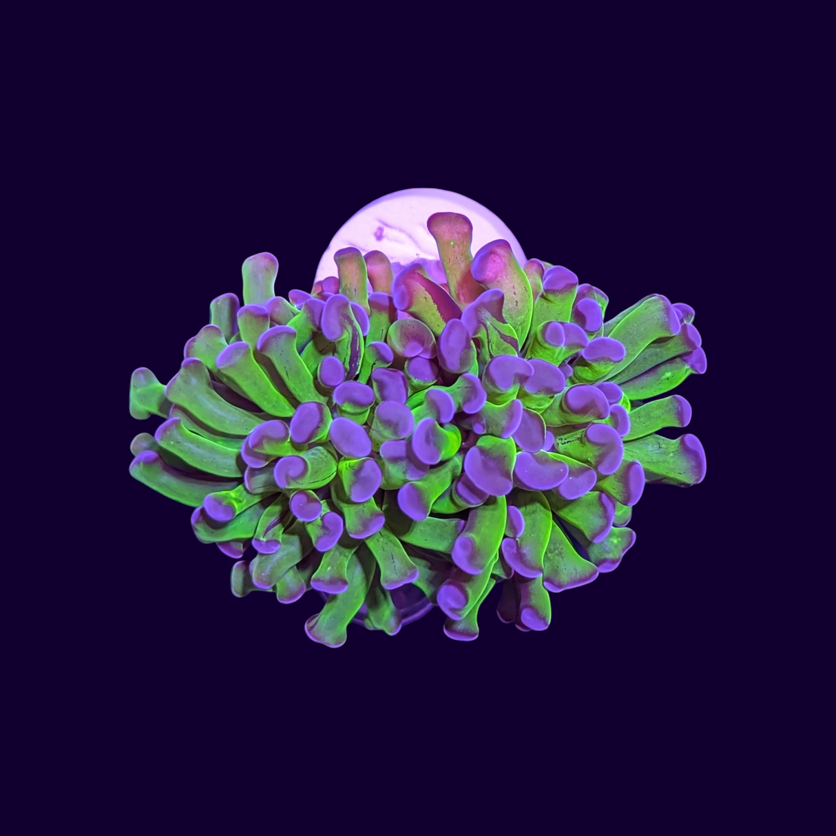 Blue Tip Green Hammer Frag - 2 Head