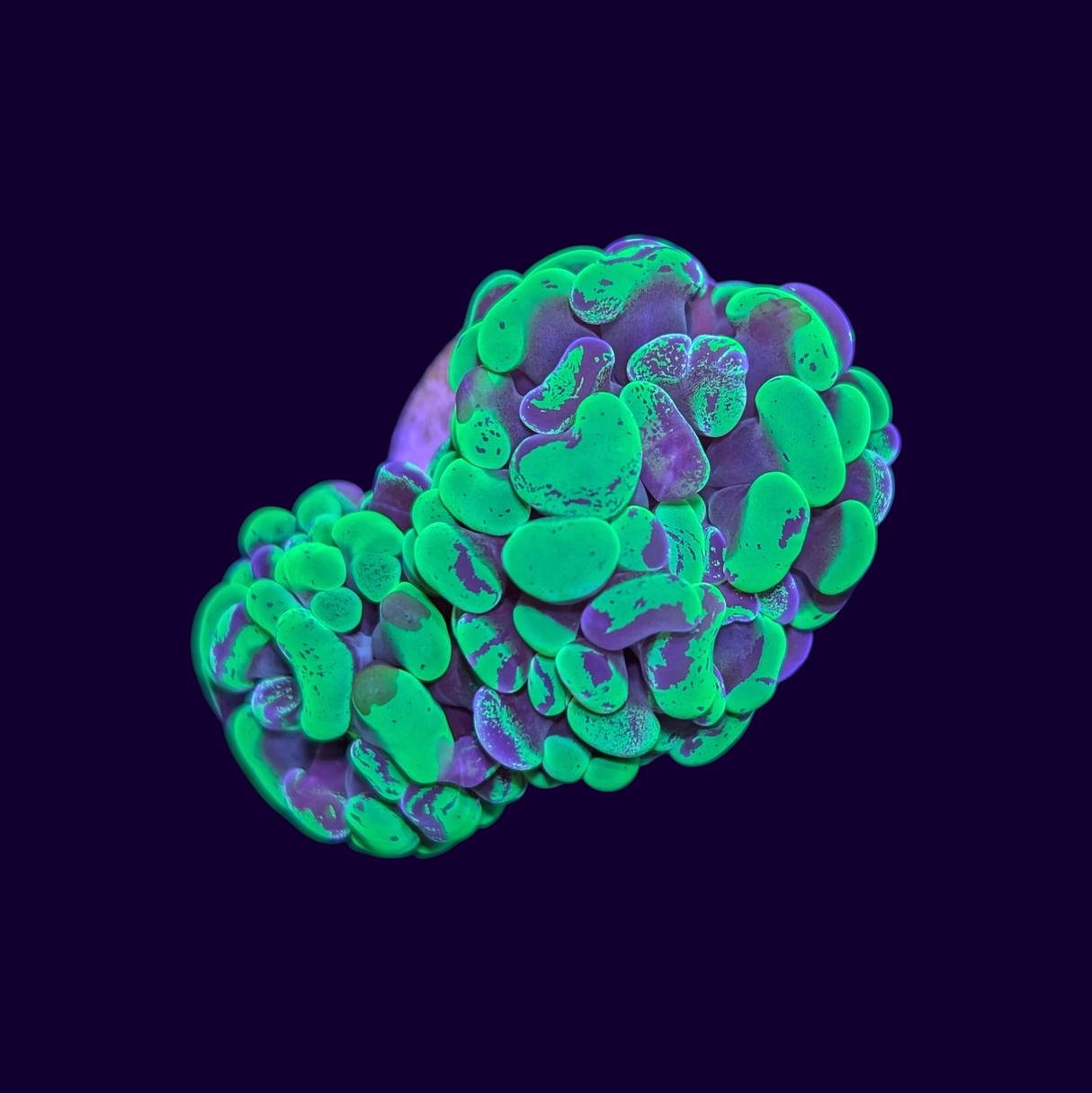 Hammer Green Toxic Splatter Frag - 2 Heads
