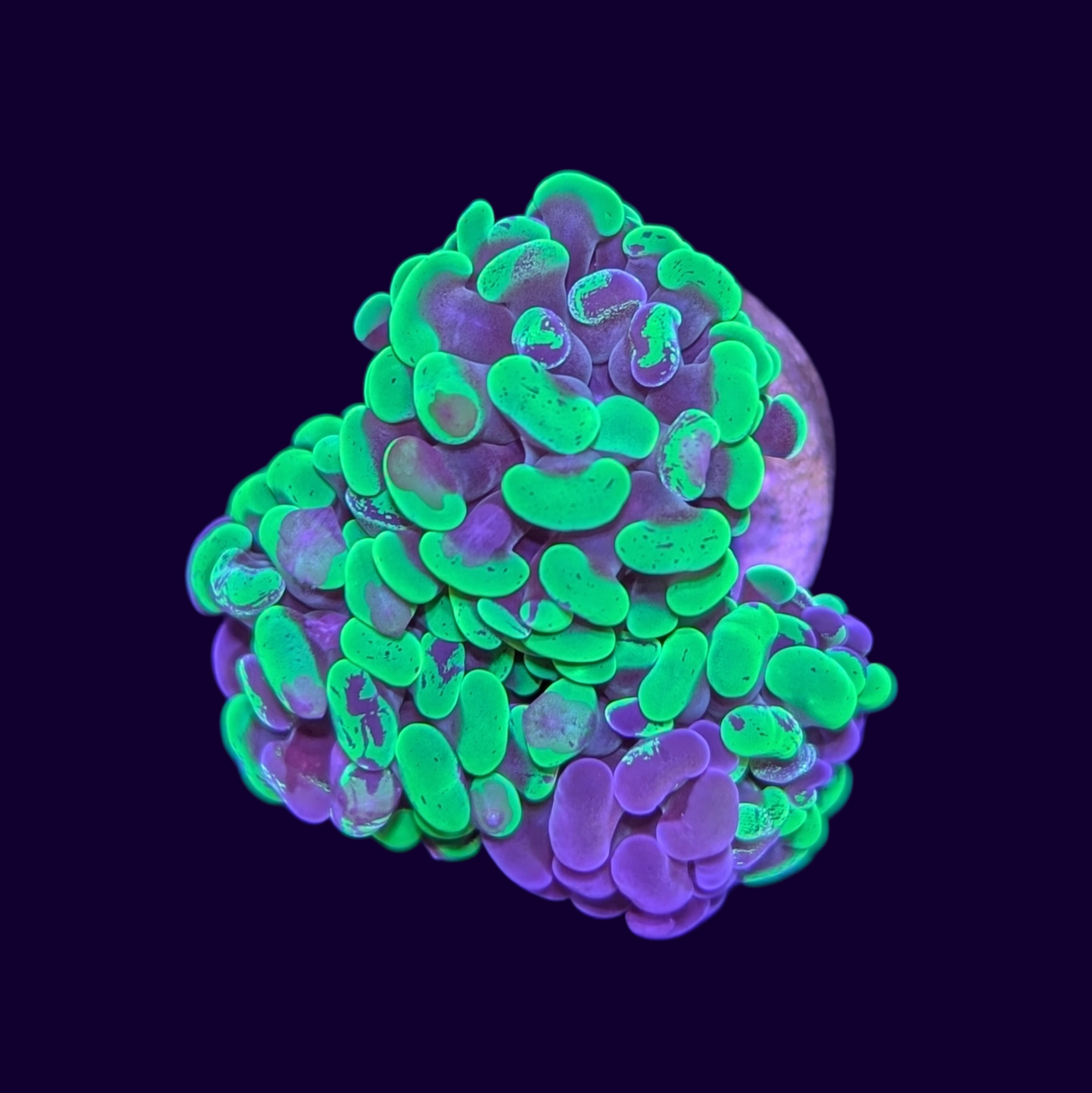 Hammer Green Toxic Splatter Frag - 3 Heads