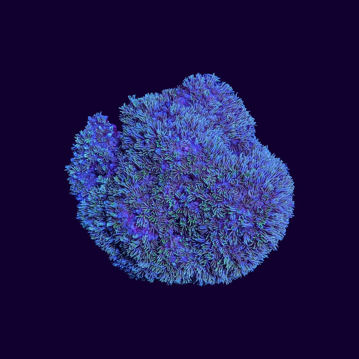 Green Pipe Organ Colony