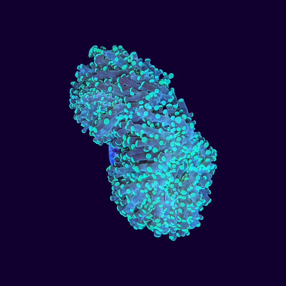 Frogspawn Frag - Double Head