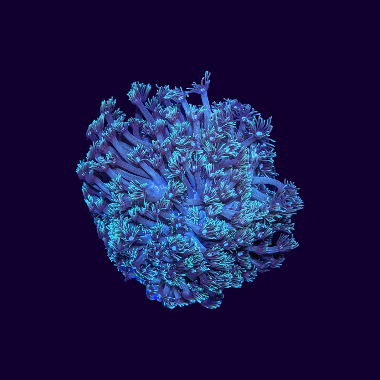 Goniopora Mint Green Colony