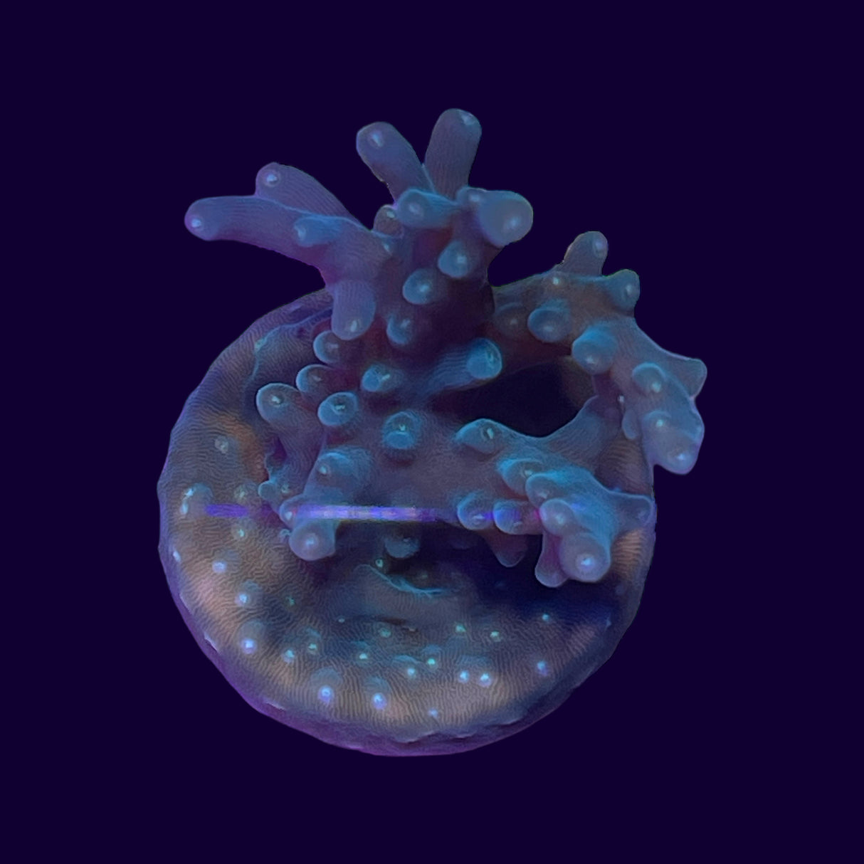 Table Acropora Frag (UK Grown)