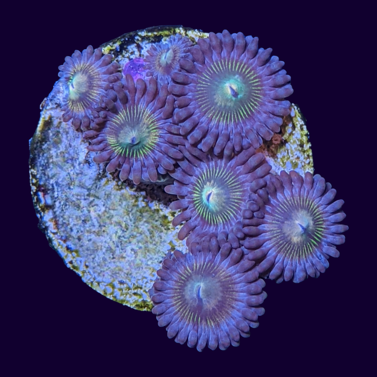 Zoa Frag (UK Grown)