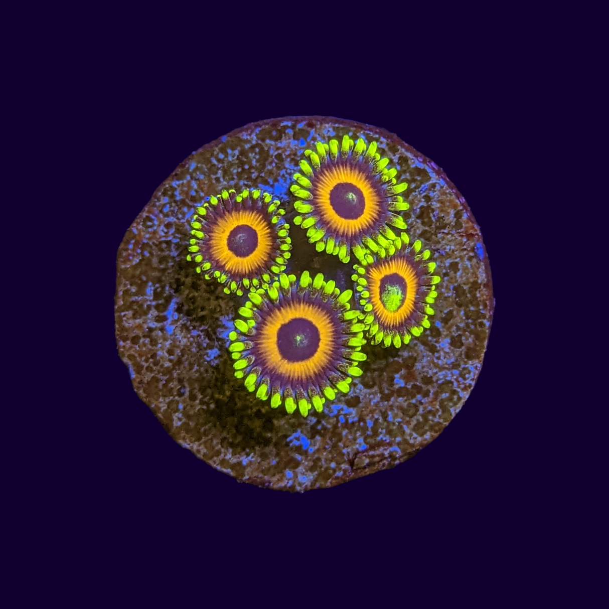 Eagle Eyes Zoa Frag