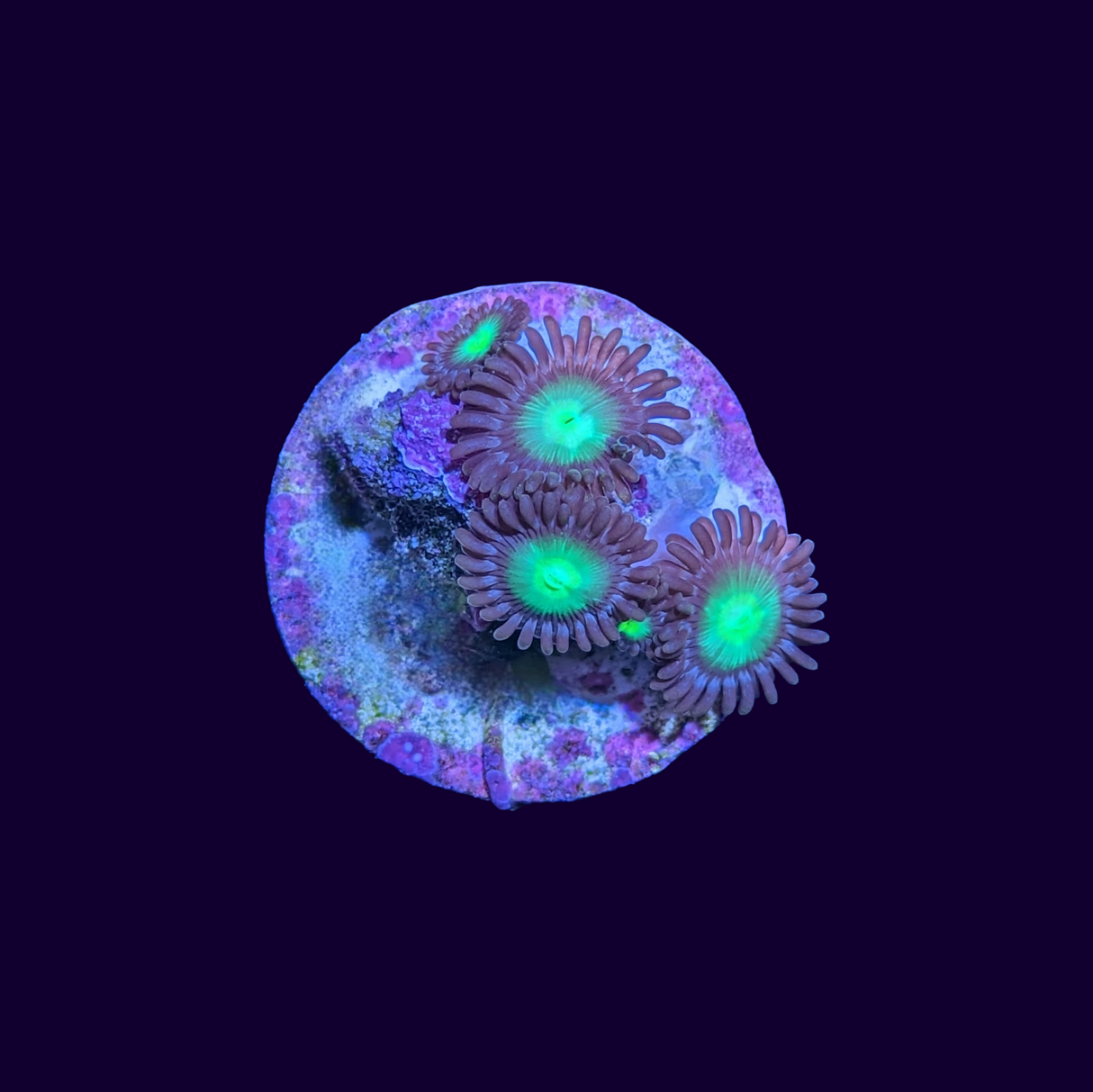 Mint chocolate Zoa Frag