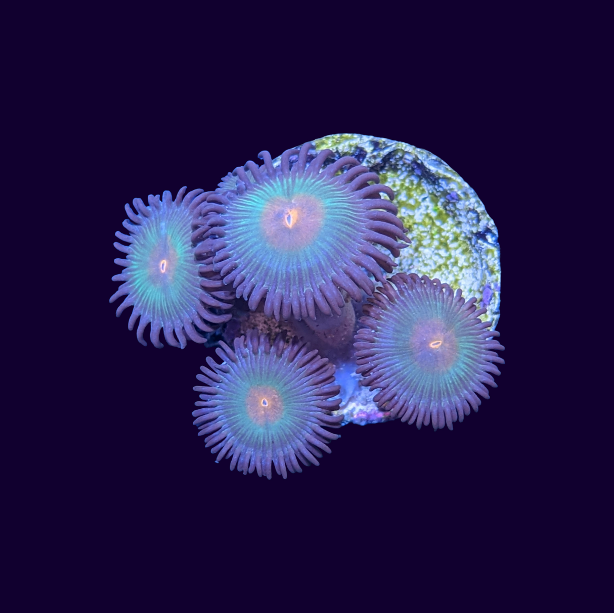 Zoa Frag