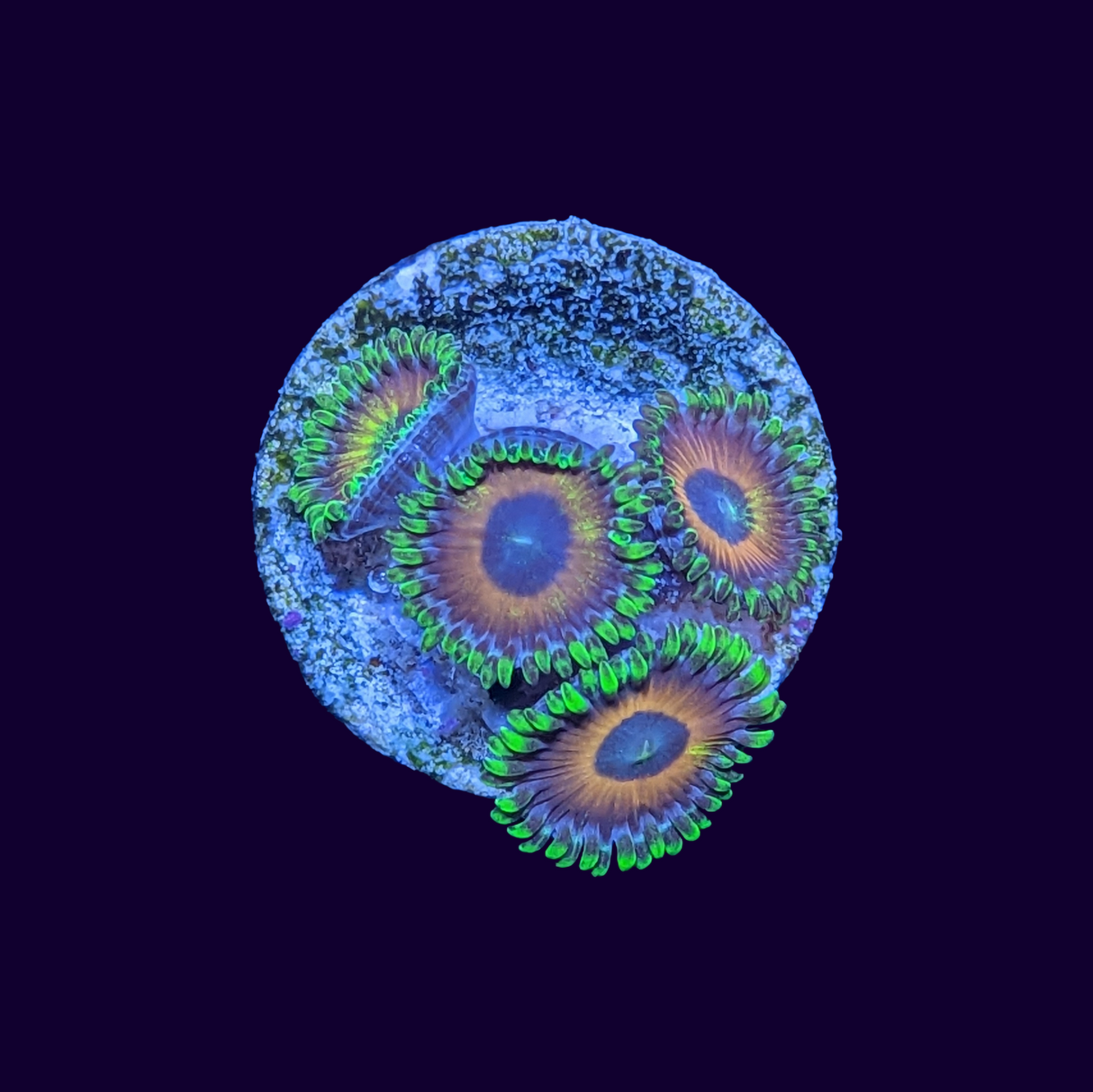 Eagle Eyes Zoa Frag
