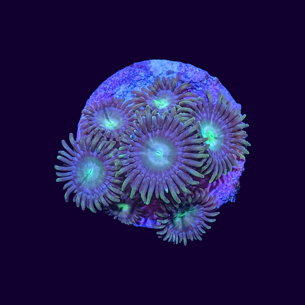 Zoa Frag