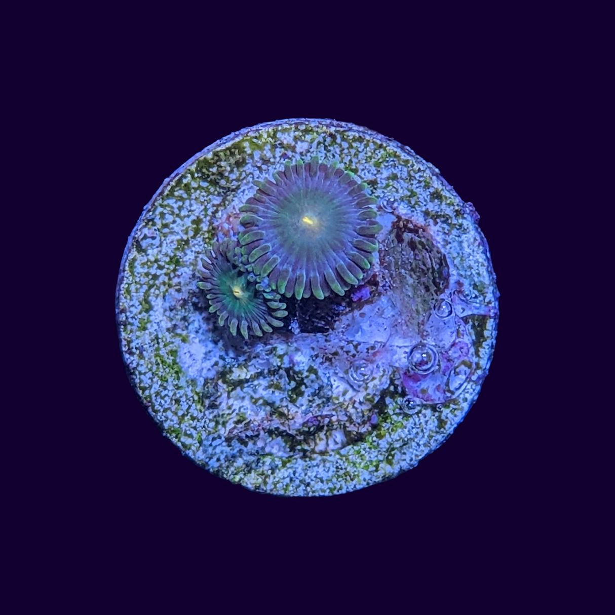 Zoa Frag