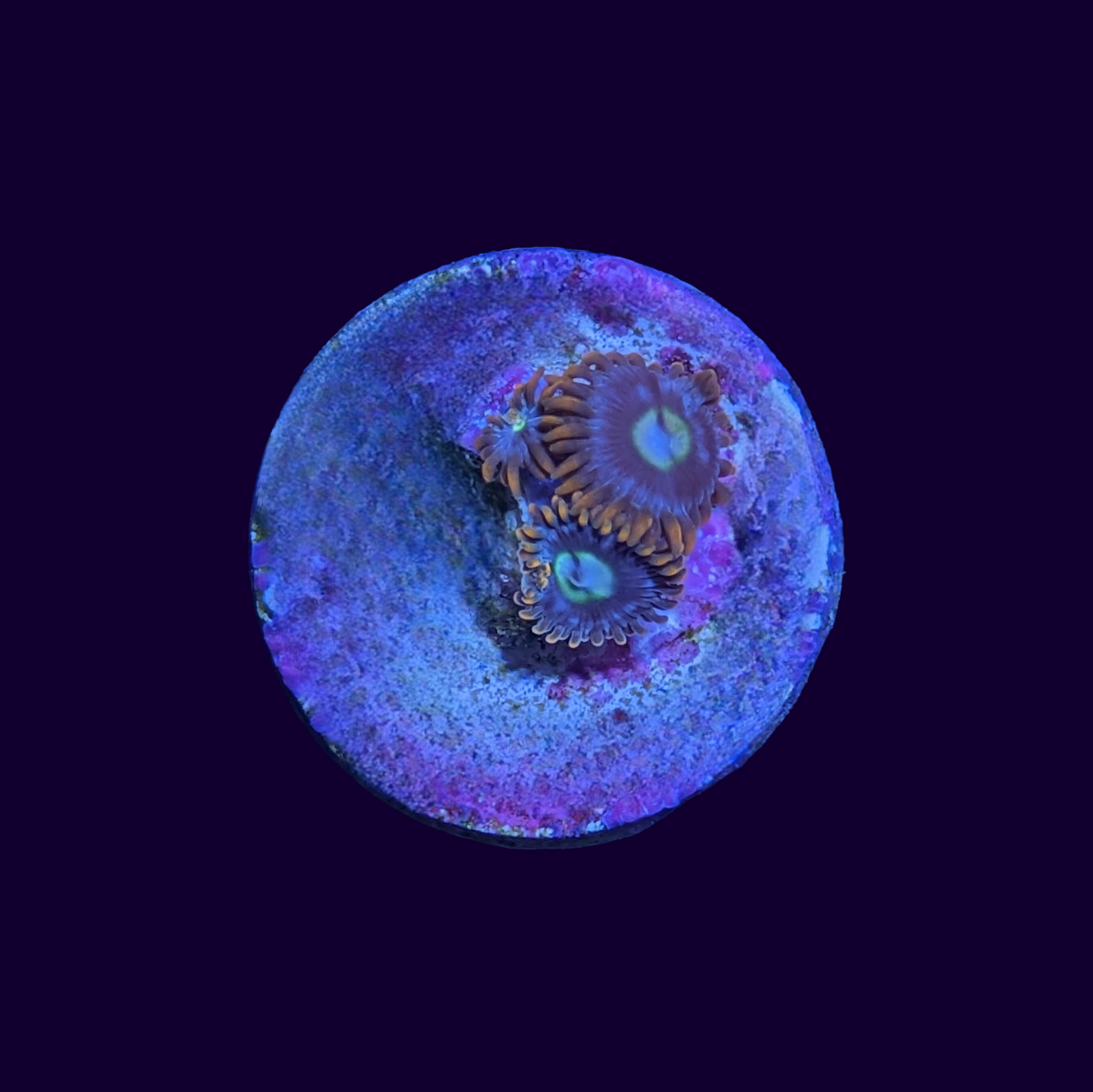Flaming Sun Zoa Frag