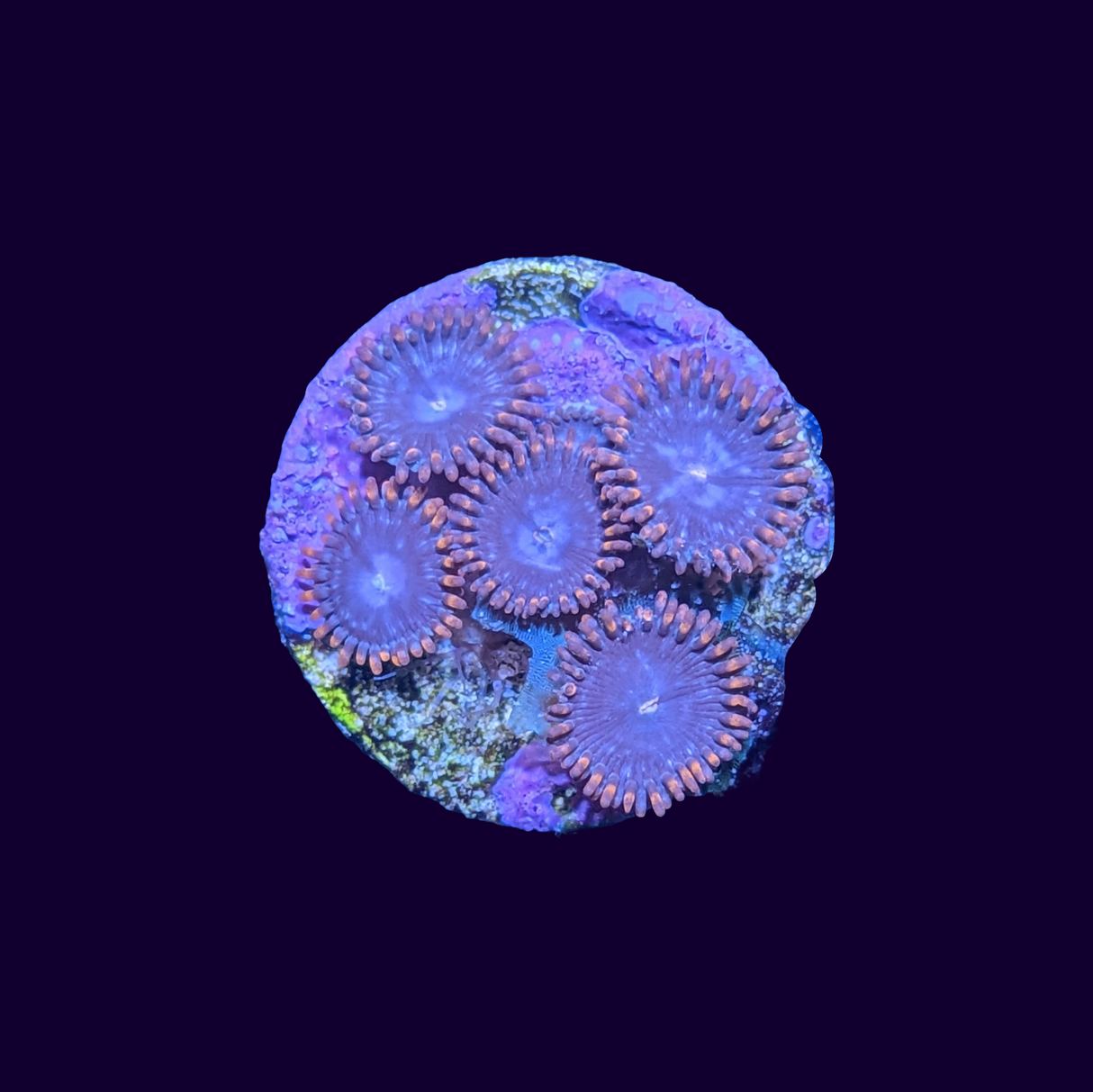 Zoa Frag