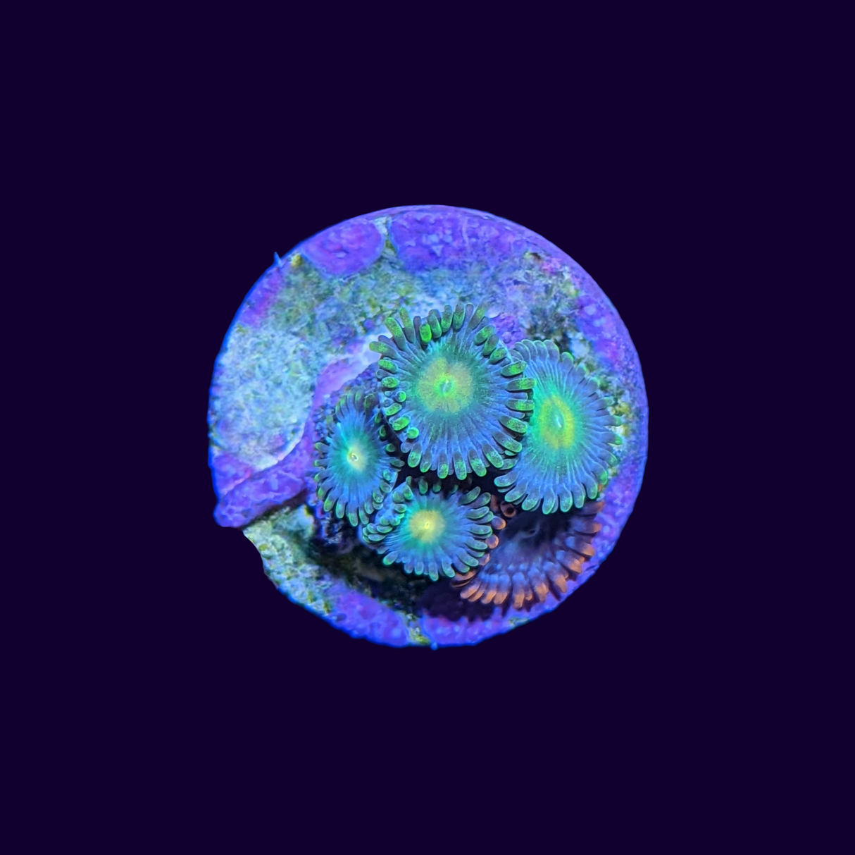 Mixed Zoa Frag