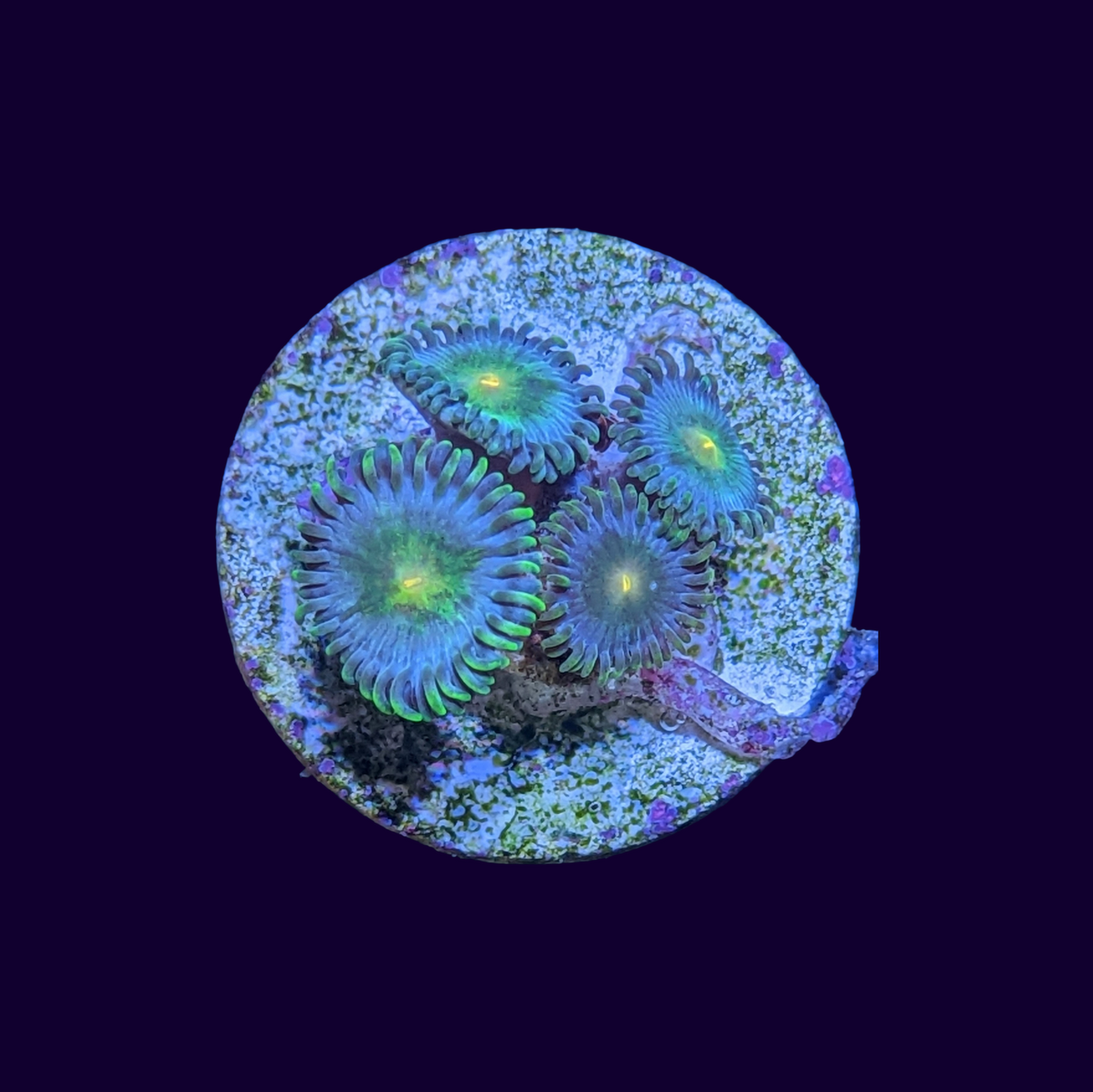 Zoa Frag