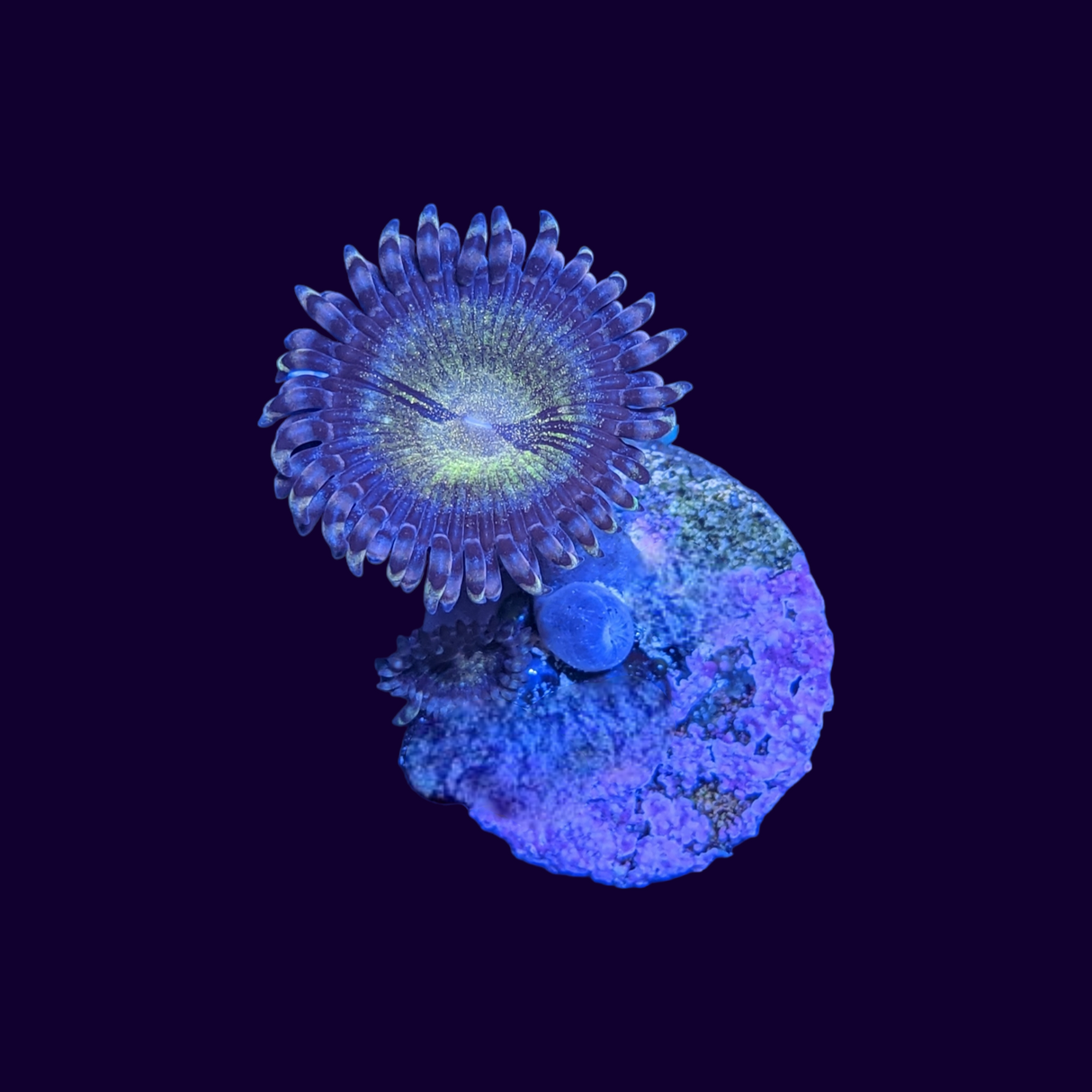 Reverse Space Monster Zoa Frag