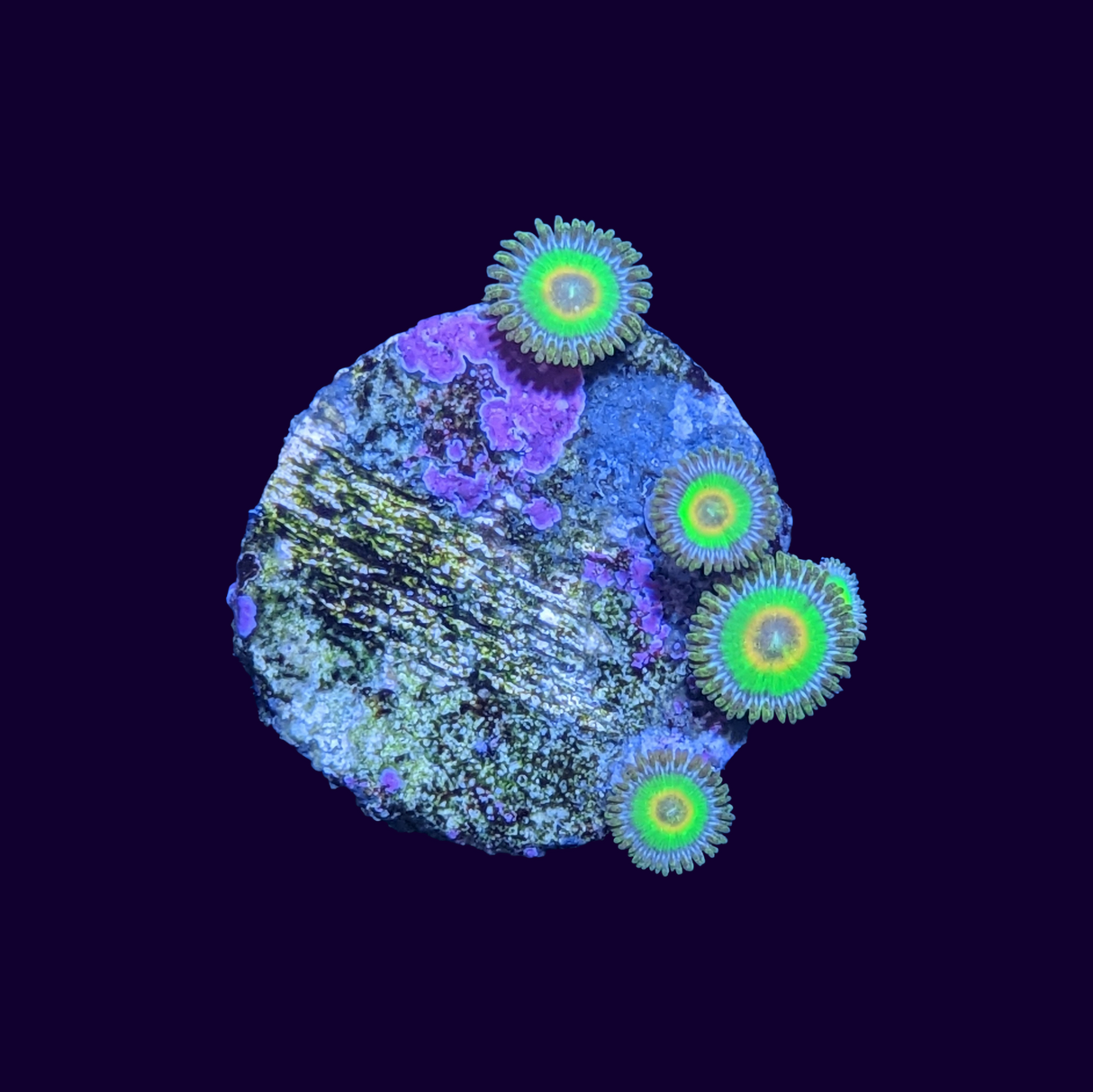Rasta Zoa Frag