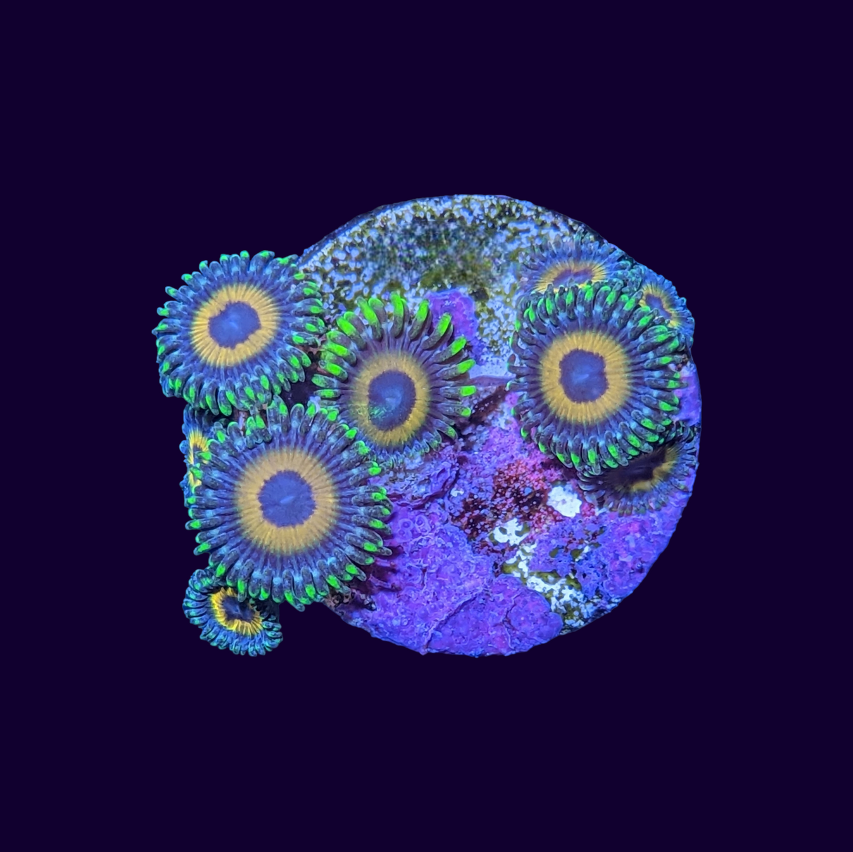 Eagle Eyes Zoas Frag