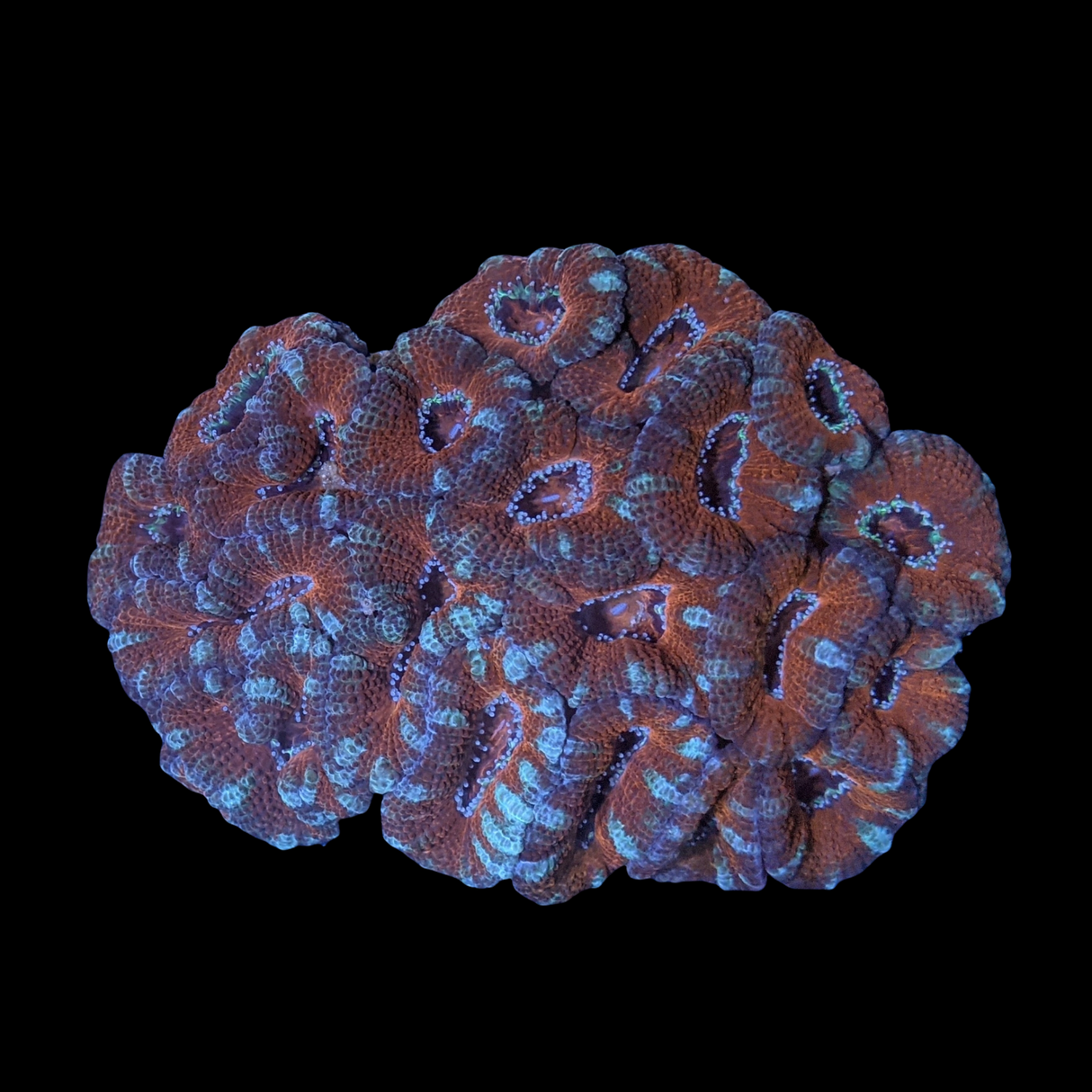 Acanthastrea Lordhowensi Colony