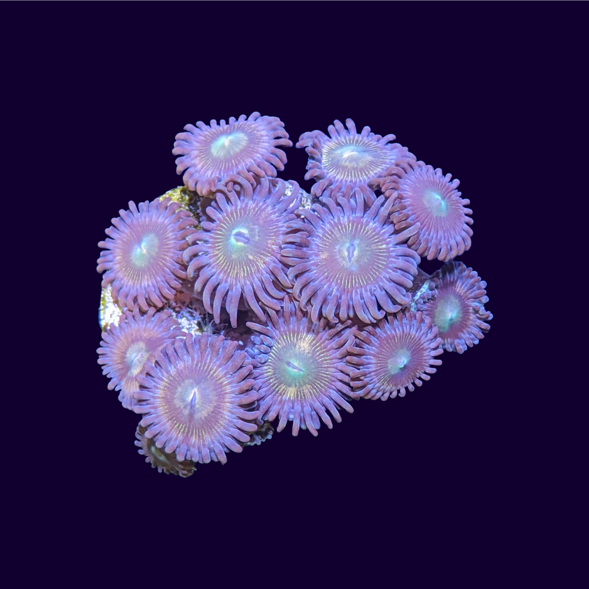 Zoas Frag