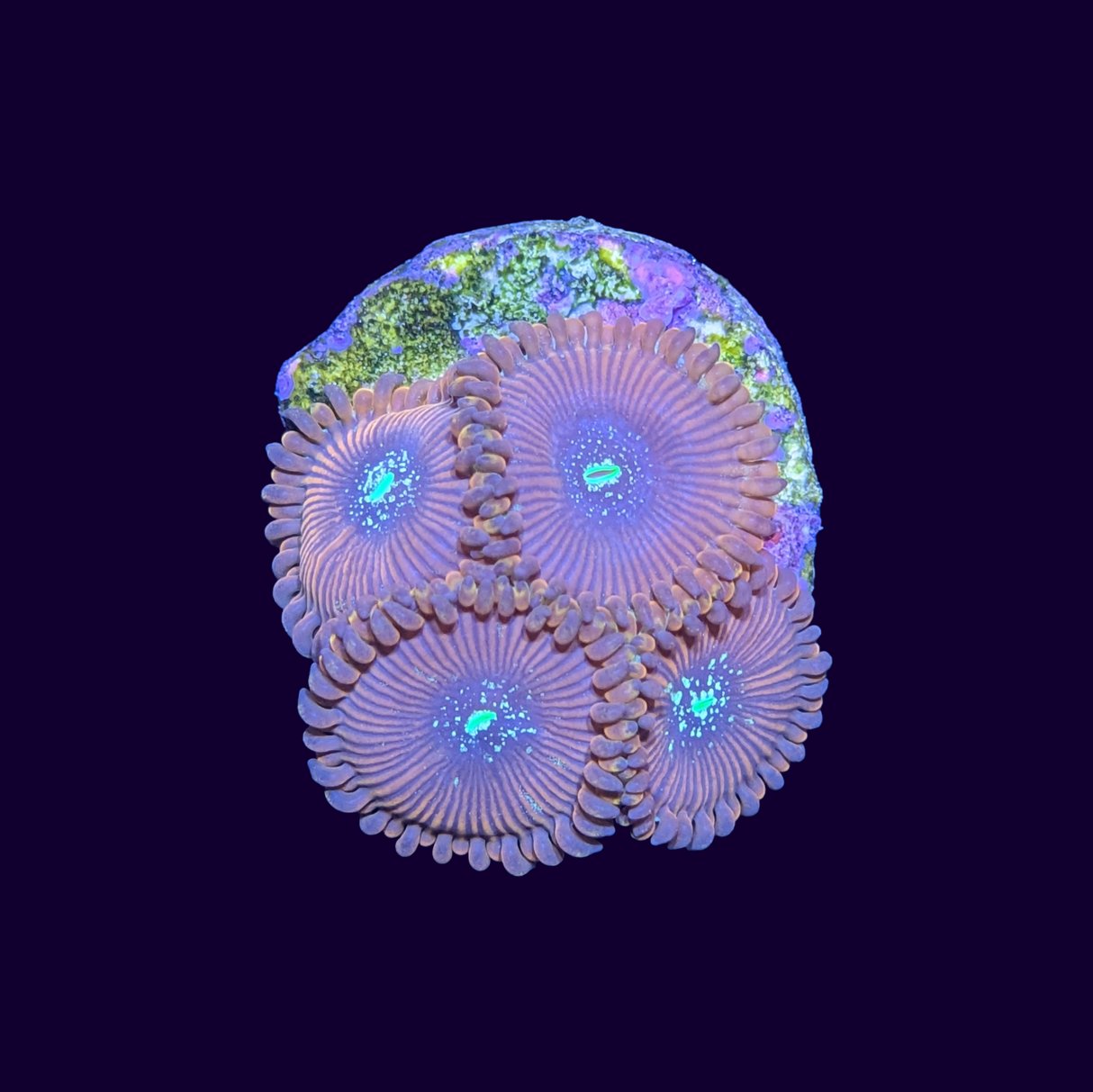 Magician People Eater Zoa Frag