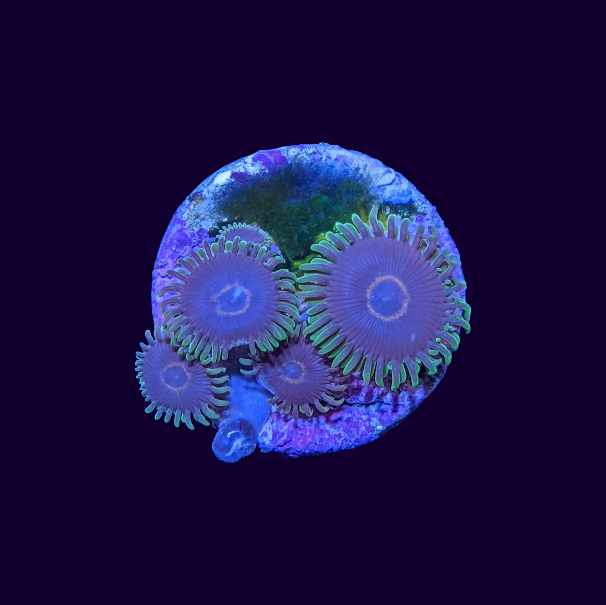 Joker Zoa Frag