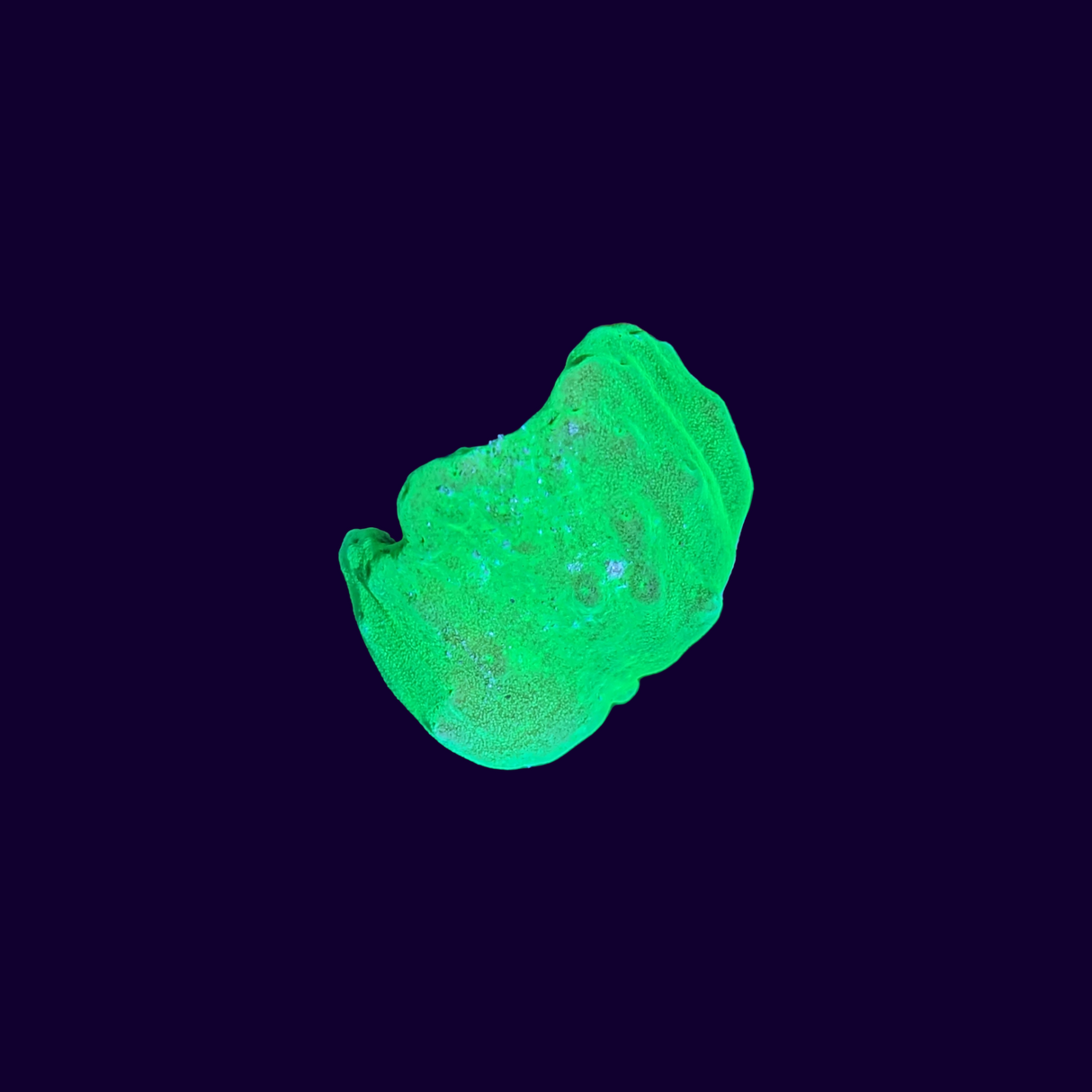 Green Sinularia Dura Cabbage Coral