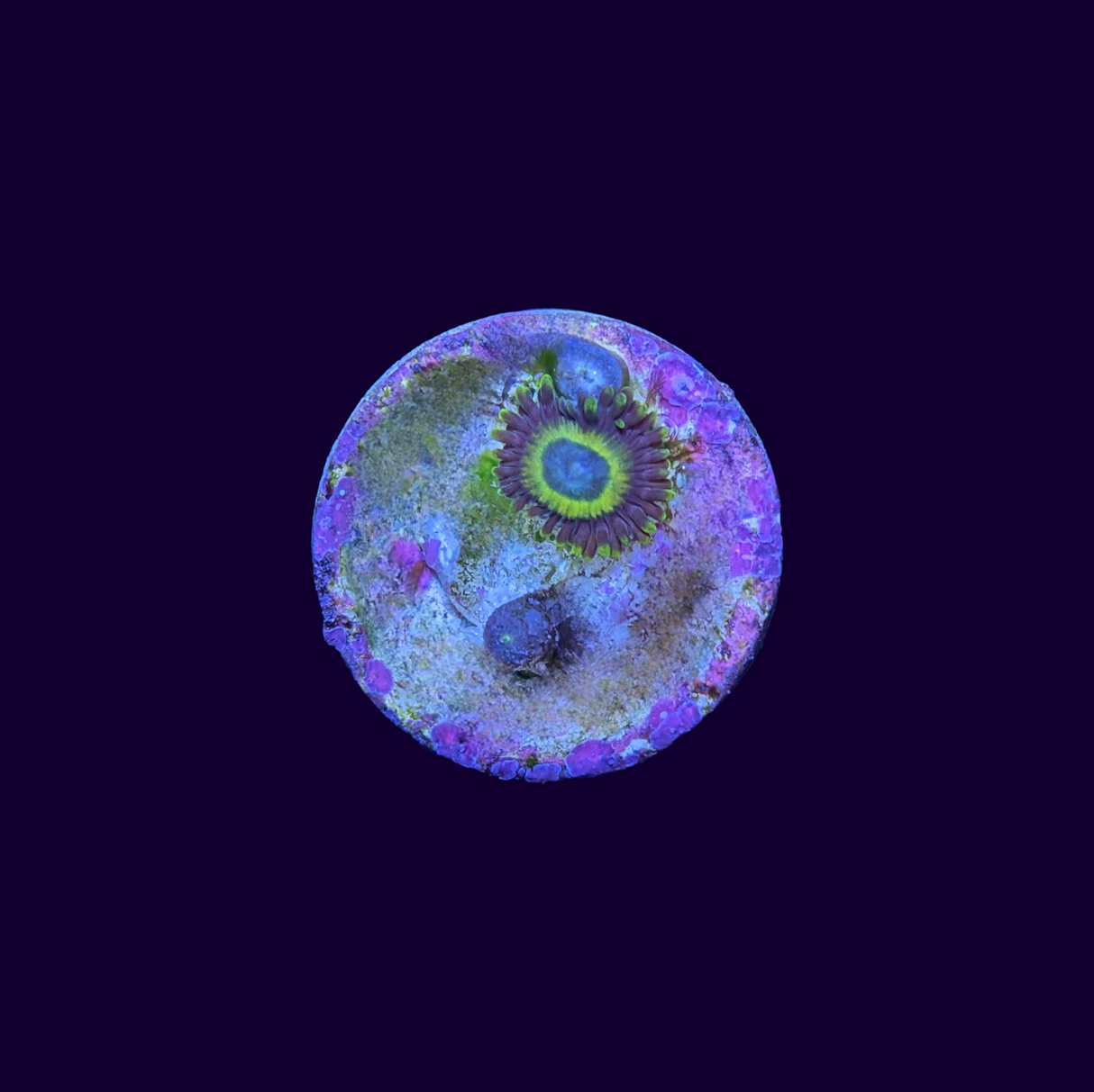 Scrambled Eggs Zoa Frag