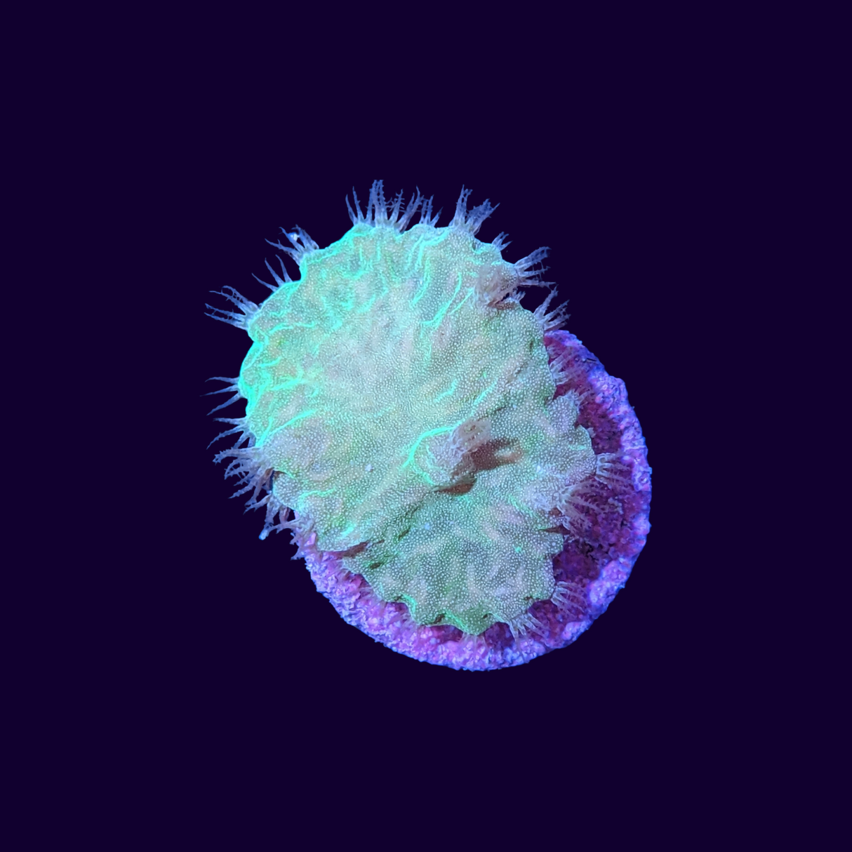 Sinularia Dura (UK Grown)