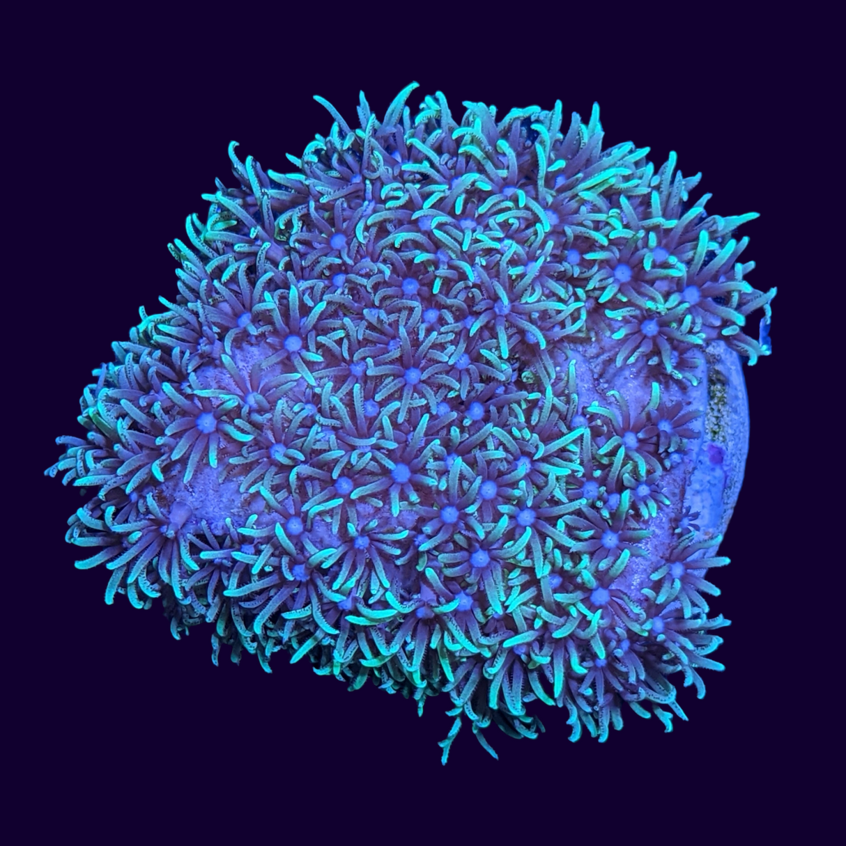 Green Star Polyp Disc