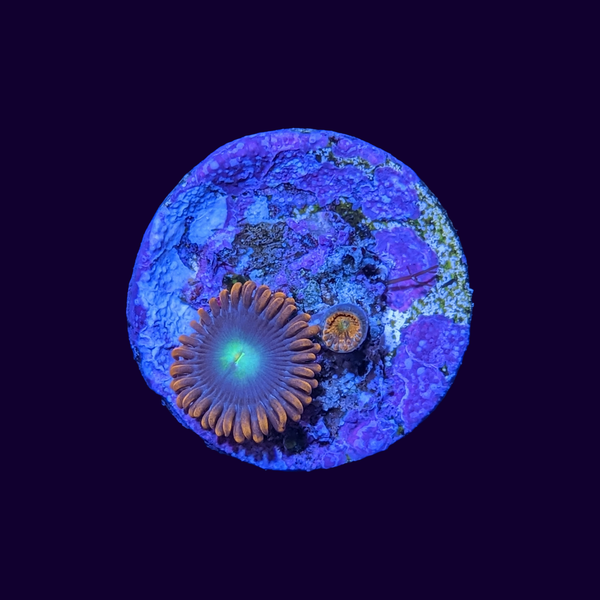 Flaming Sun Zoa Frag
