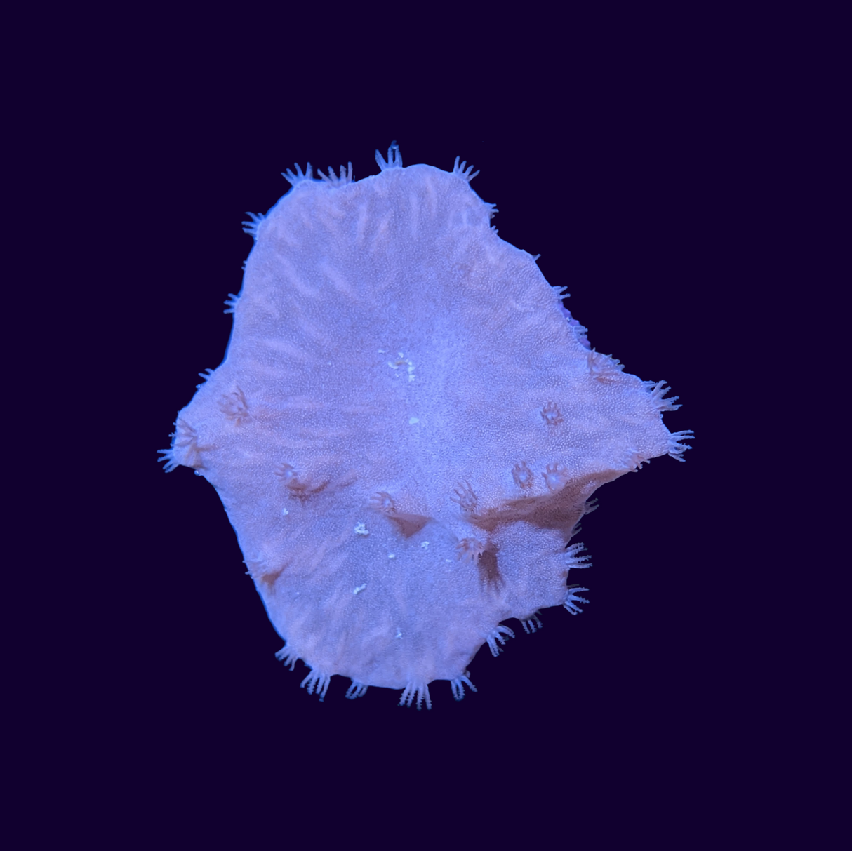 Sinularia Dura (UK Grown)