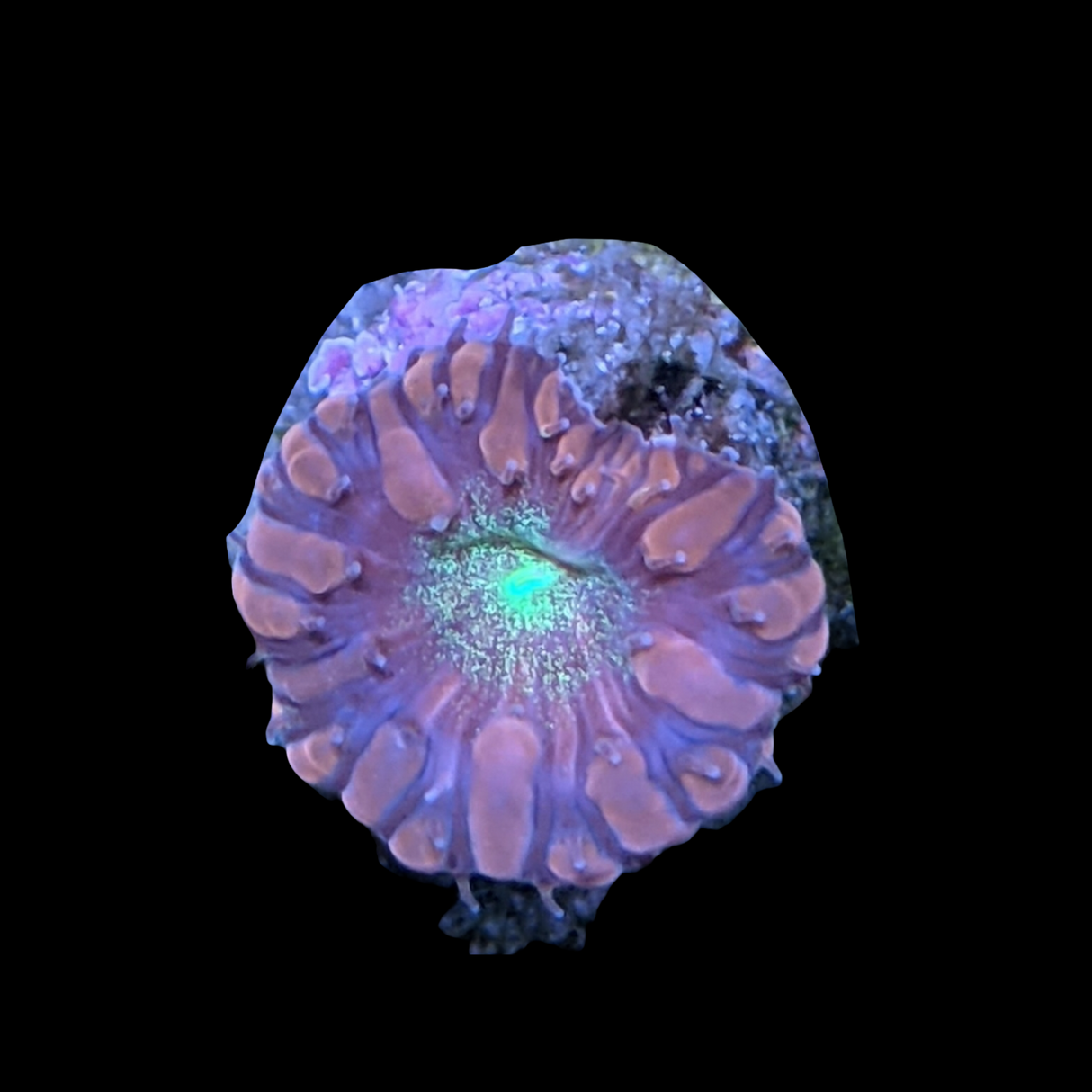 1 Head Red & Green Blastomussa