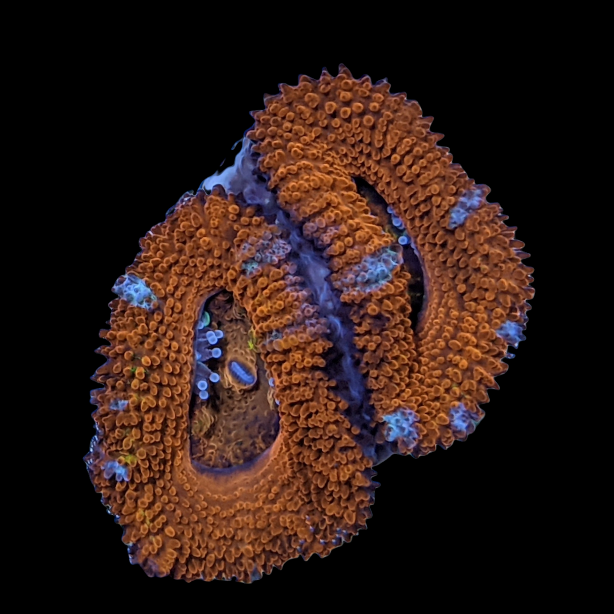 Acanthastrea Lordhowensi