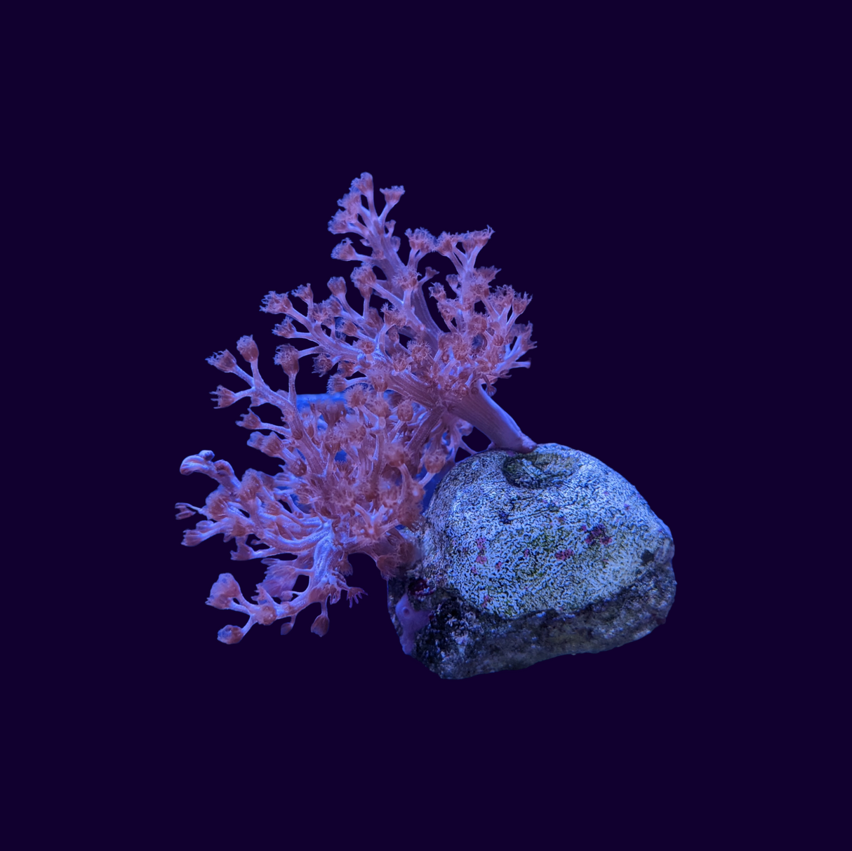 Kenya Tree (UK Grown)