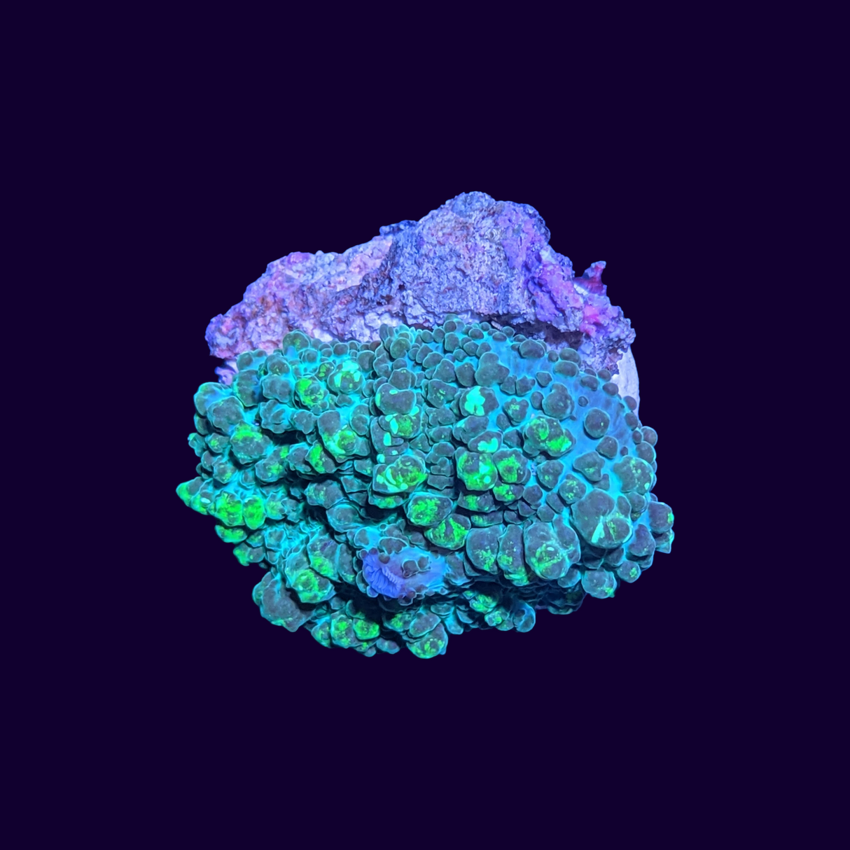 Green Flex Rhodactis Mushroom